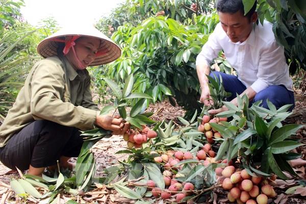 Hơn 50 doanh nghiệp, hợp tác xã tham gia tiêu thụ vải thiều tại Bắc Giang