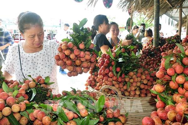 Hải Dương: Vải thiều “tiêu chuẩn quốc tế” không đáp ứng đủ nhu cầu xuất khẩu