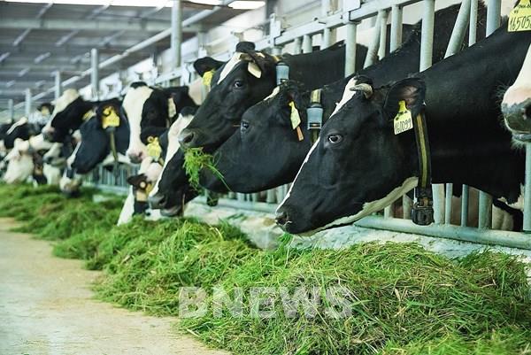 Vinamilk vững vàng thị trường nội địa