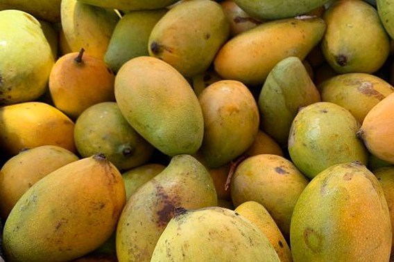 Campuchia có thể xuất khẩu nửa triệu tấn xoài sang Trung Quốc mỗi năm
