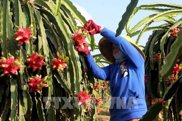 Hiệp định EVFTA: Nông sản Việt hưởng lợi gì tại thị trường châu Âu?