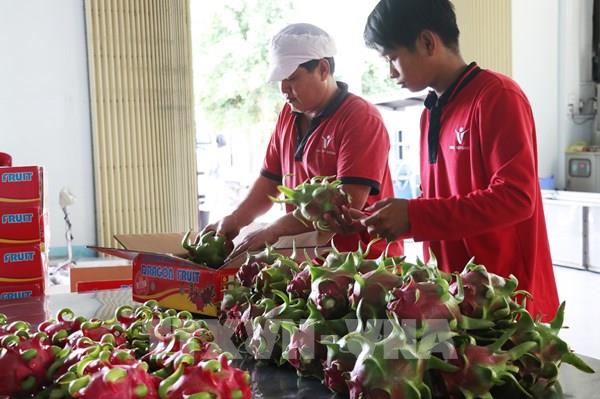 Trái cây Việt Nam sẽ rút ngắn thời gian xuất khẩu sang Trung Quốc