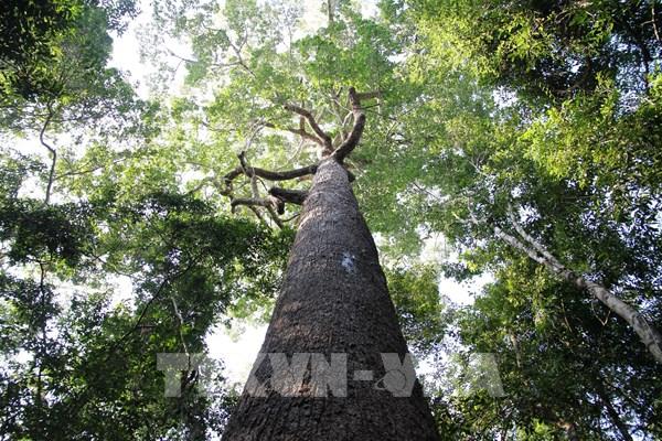 Thành lập mới Vườn quốc gia Lò Gò - Xa Mát