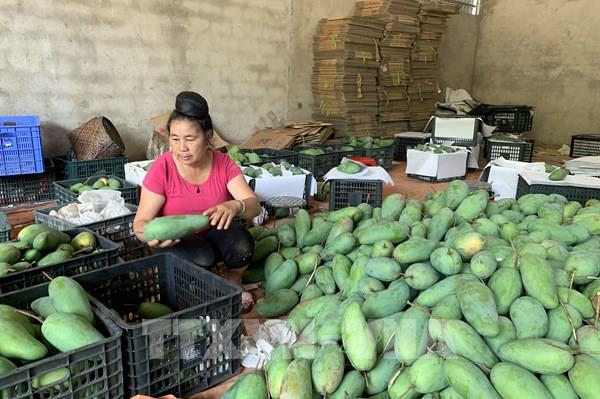 Sản xuất hữu cơ giúp nông sản Sơn La vươn xa