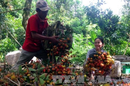 Trà Vinh hỗ trợ nhà vườn giữ hàng trăm ha chôm chôm đặc sản