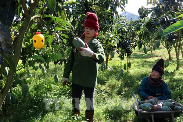 Đã cấp trên 3.600 mã số vùng trồng đảm bảo cho xuất khẩu