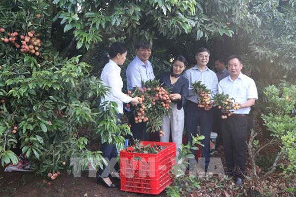 Hải Dương xuất khẩu lô vải thiều đầu tiên sang Nhật Bản