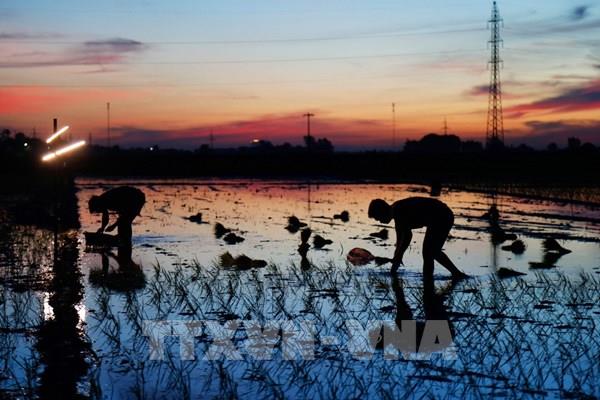 Nông dân Hà Nội tranh thủ cấy lúa đêm tránh nắng nóng