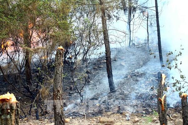 Hàng loạt vụ cháy rừng tại khu vực miền Trung