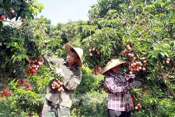 Bắc Giang thu gần 7.000 tỷ đồng từ vải thiều và các hoạt động phụ trợ