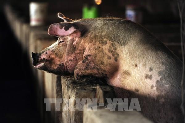 Giá lợn hơi hôm nay 24/2 giảm 1.000-2.000 đồng/kg ở một vài nơi