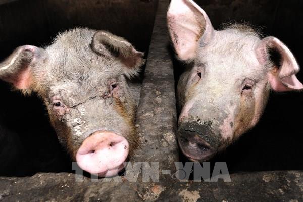 Trung Quốc bác khả năng chủng virus cúm lợn có thể gây đại dịch