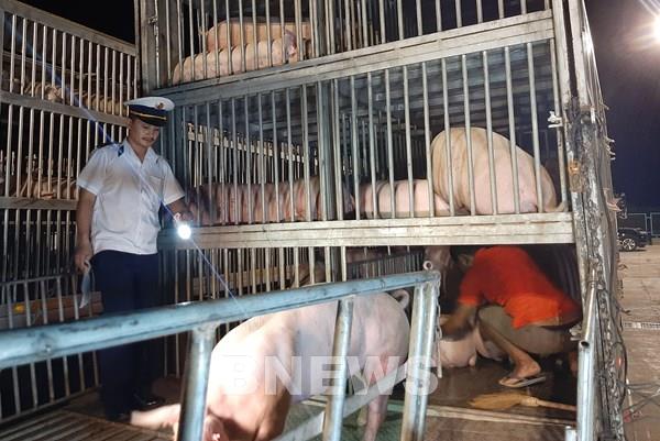 Việt Nam sẽ tạm ngừng nhập khẩu lợn sống của Thái Lan từ ngày 30/6