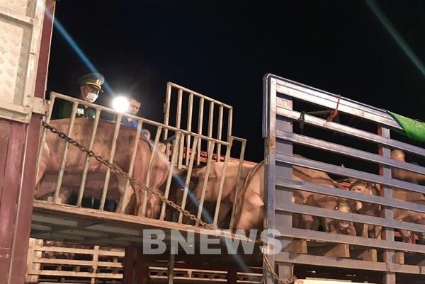 Nhập khẩu thêm gần 2.500 con lợn để bổ sung nguồn cung thị trường và tái đàn