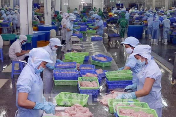 Đưa cá tra vào Mỹ: Xây dựng niềm tin từ uy tín, chất lượng