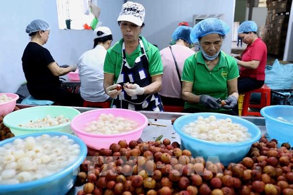 Ngành nông nghiệp thích ứng linh hoạt theo tín hiệu thị trường