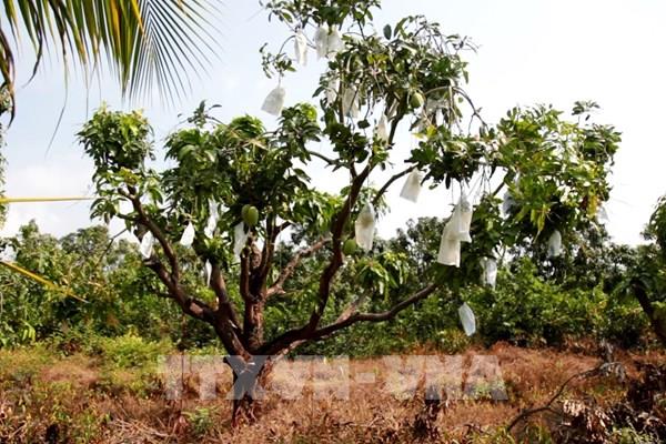 Bà đỡ cho nông nghiệp sạch