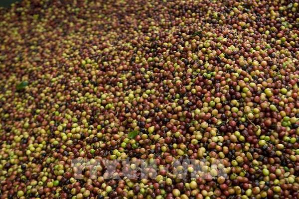 Thị trường nông sản tuần qua: Giá cà phê tăng khá