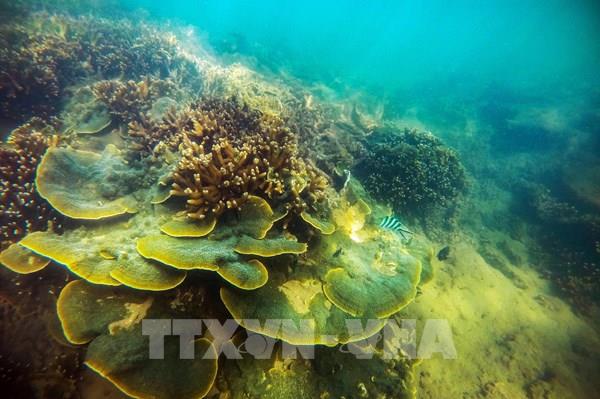 Vẻ đẹp bãi san hô lộ thiên ở Ninh Thuận