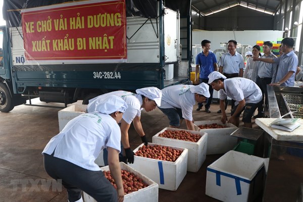 Sắp diễn ra hội nghị kết nối, xúc tiến tiêu thụ vải thiều Thanh Hà