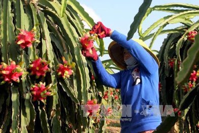 An Giang ký hợp tác đầu tư phát triển vùng cây ăn trái phục vụ xuất khẩu