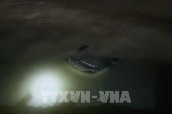 Ô tô lao xuống biển ở Hạ Long (Quảng Ninh): Ba nạn nhân tử vong, một người nguy kịch