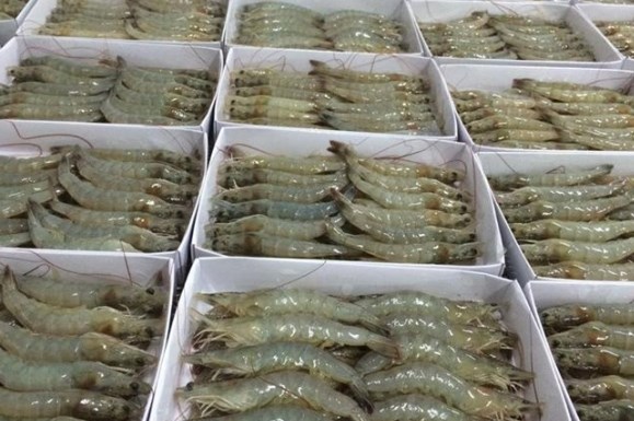 Phát hiện SARS-CoV-2 trong tôm, Trung Quốc ngừng nhập hàng từ Ecuador