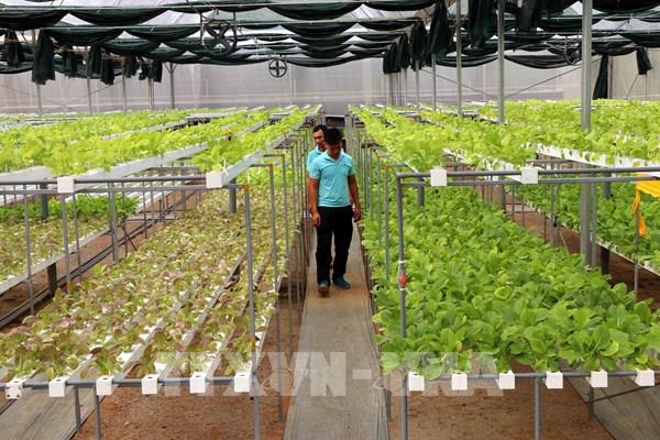  Đa dạng hóa hình thức đầu tư, xây dựng vùng nông nghiệp công nghệ cao