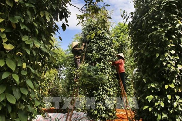 Xuất khẩu hồ tiêu khó đạt mục tiêu 800 triệu USD