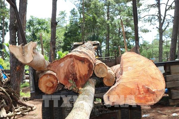 Kon Tum: Ngăn chặn kịp thời vụ phá rừng nguyên sinh tại huyện Kon Plông