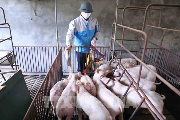 Bộ Công Thương thành lập Đoàn kiểm tra liên ngành mặt hàng thịt lợn