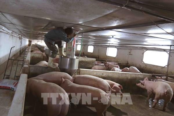 Đẩy mạnh xã hội hóa đầu tư cho chăn nuôi