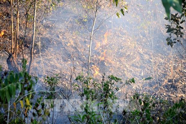 Điều tra nguyên nhân vụ cháy rừng trồng tại Phúc Yên, Vĩnh Phúc