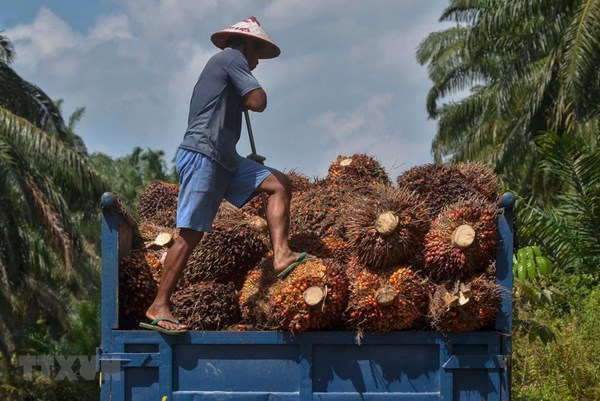 Nguồn cung thắt chặt có thể hỗ trợ giá dầu cọ thô của Malaysia trong ngắn hạn