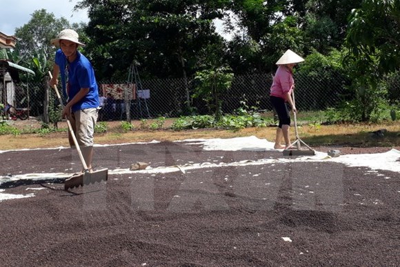 Xuất khẩu hồ tiêu tăng mạnh 27,6%, lập kỷ lục hơn 1,26 tỷ USD