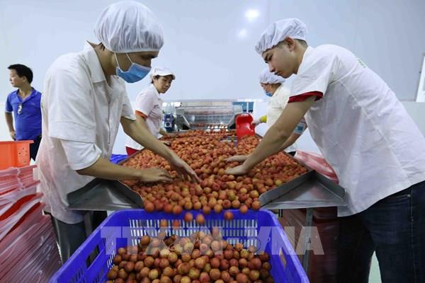 Xuất khẩu nông sản – Bài 1: Dấu chân trên bản đồ thế giới