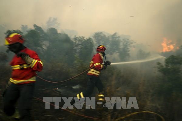 700 lính cứu hỏa nỗ lực ngăn cháy rừng lan rộng ở Bồ Đào Nha