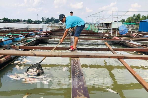 Cá bè chết hàng loạt trên sông Đồng Nai