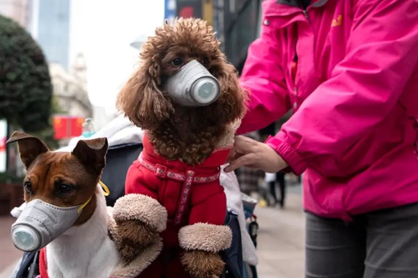 Nhật Bản phát hiện trường hợp thú nuôi trong nhà đầu tiên mắc COVID