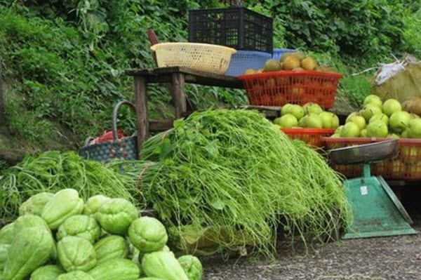 Lào Cai: Nâng cao giá trị thương hiệu su su Sa Pa