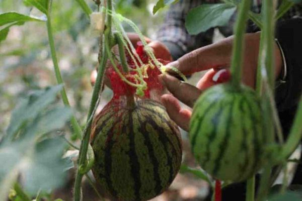 Israel sản xuất nhiên liệu từ dưa hấu
