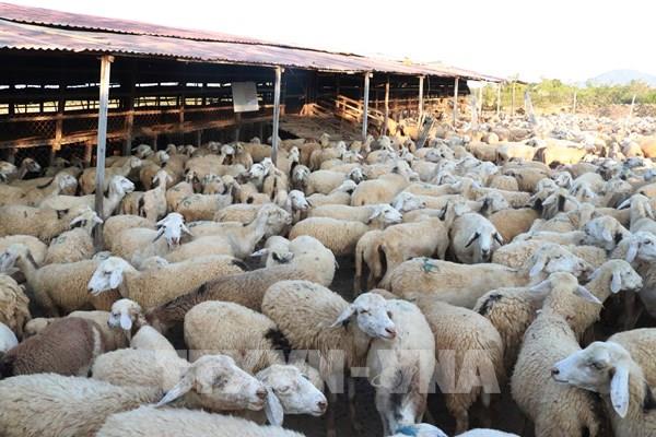 Làm gì để nâng giá trị cho sản phẩm cừu Ninh Thuận?