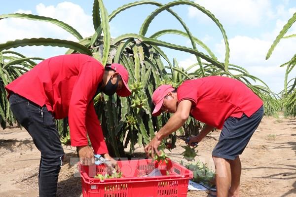 Tiền Giang phát triển cây ăn quả đặc sản làm lợi thế cạnh tranh