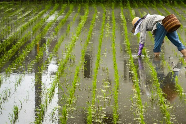Nhật Bản: Tỷ lệ tự cung tự cấp lương thực tăng lần đầu tiên trong 11 năm