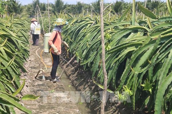 Long An phấn đấu đạt 3.000 ha thanh long tiêu chuẩn VietGAP