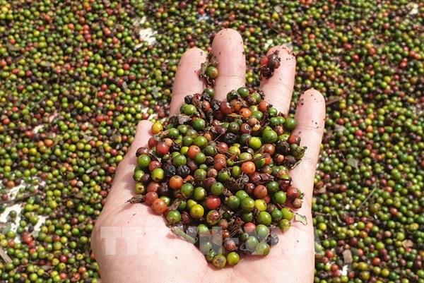 Bộ Công Thương sẽ gặp gỡ trao đổi về vụ rút ruột hồ tiêu