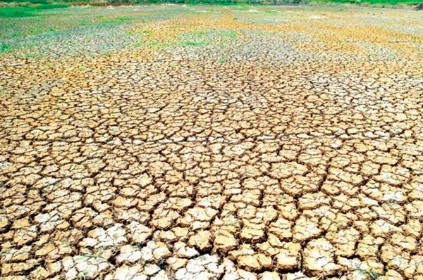 Hạn hán tàn phá hơn 40.000 ha lúa của Campuchia