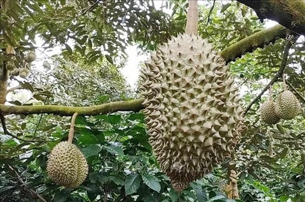 Đắk Lắk không có việc thu thuế người trồng sầu riêng