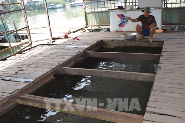 Rà soát, xử lý vi phạm nuôi thủy sản lồng, bè trên sông