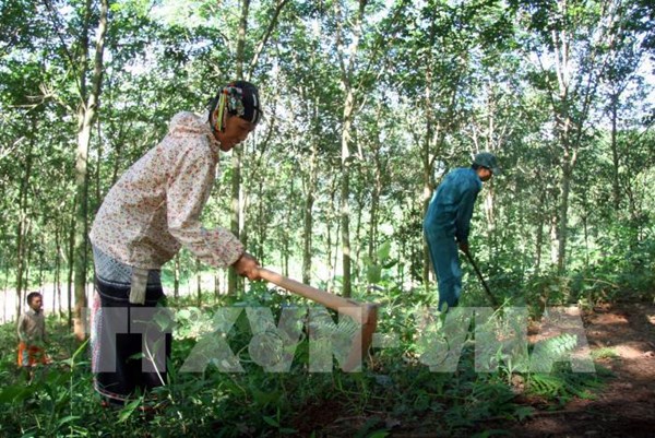 GVR dự kiến thoái vốn khỏi VRG với giá 20.800 đồng/cổ phiếu